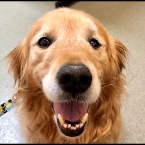 Meet your Posher, Ose